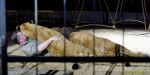 Circus Krone - kommentierten Tierproben Krone Bau München 2026