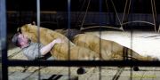 Circus Krone - kommentierten Tierproben Krone Bau München 2026