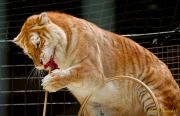 Circus Krone - kommentierten Tierproben Krone Bau München 2026