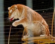 Circus Krone - kommentierten Tierproben Krone Bau München 2026