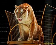 Circus Krone - kommentierten Tierproben Krone Bau München 2026