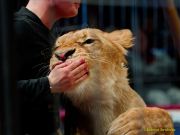 Circus Krone - kommentierten Tierproben Krone Bau München 2026