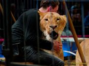 Circus Krone - kommentierten Tierproben Krone Bau München 2026