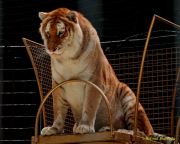 Circus Krone - kommentierten Tierproben Krone Bau München 2026