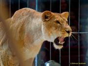 Circus Krone - kommentierten Tierproben Krone Bau München 2026