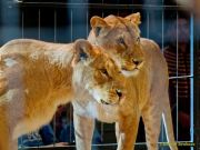 Circus Krone - kommentierten Tierproben Krone Bau München 2026