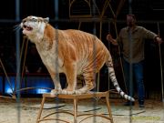 Circus Krone - kommentierten Tierproben Krone Bau München 2026