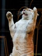 Circus Krone - kommentierten Tierproben Krone Bau München 2026