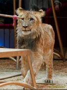 Circus Krone - kommentierten Tierproben Krone Bau München 2026