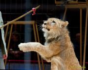 Circus Krone - kommentierten Tierproben Krone Bau München 2026