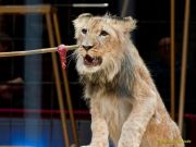 Circus Krone - kommentierten Tierproben Krone Bau München 2026