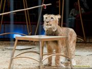 Circus Krone - kommentierten Tierproben Krone Bau München 2026