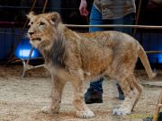 Circus Krone - kommentierten Tierproben Krone Bau München 2026