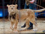 Circus Krone - kommentierten Tierproben Krone Bau München 2026