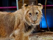 Circus Krone - kommentierten Tierproben Krone Bau München 2026