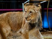 Circus Krone - kommentierten Tierproben Krone Bau München 2026