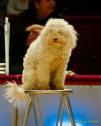 Circus Krone - kommentierten Tierproben Krone Bau München 2026