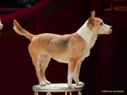 Circus Krone - kommentierten Tierproben Krone Bau München 2026