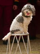 Circus Krone - kommentierten Tierproben Krone Bau München 2026