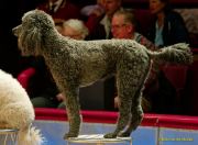 Circus Krone - kommentierten Tierproben Krone Bau München 2026