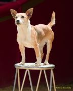 Circus Krone - kommentierten Tierproben Krone Bau München 2026