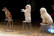 Circus Krone - kommentierten Tierproben Krone Bau München 2026