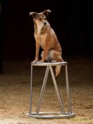 Circus Krone - kommentierten Tierproben Krone Bau München 2026