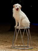 Circus Krone - kommentierten Tierproben Krone Bau München 2026