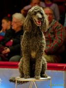 Circus Krone - kommentierten Tierproben Krone Bau München 2026