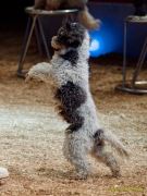 Circus Krone - kommentierten Tierproben Krone Bau München 2026