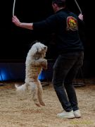 Circus Krone - kommentierten Tierproben Krone Bau München 2026