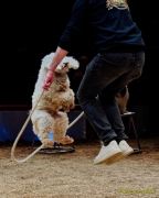 Circus Krone - kommentierten Tierproben Krone Bau München 2026