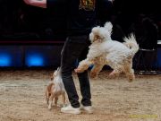 Circus Krone - kommentierten Tierproben Krone Bau München 2026