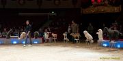 Circus Krone - kommentierten Tierproben Krone Bau München 2026