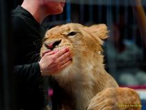 Circus Krone - kommentierten Tierproben Krone Bau München 2026