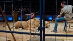 Circus Krone - kommentierten Tierproben Krone Bau München 2026