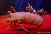d191225-184317-990-100-circus_krone-hereinspaziert-manege_frei-premiere