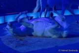 d191225-192218-040-100-circus_krone-hereinspaziert-manege_frei-premiere