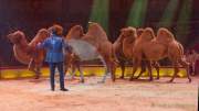 Circus Krone Winterprogramm 2022/23  - Stars in der Manege