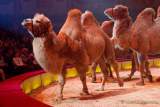 Circus Krone Winterprogramm 2022/23  - Stars in der Manege