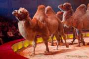 Circus Krone Winterprogramm 2022/23  - Stars in der Manege