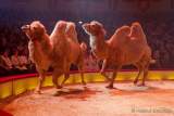 Circus Krone Winterprogramm 2022/23  - Stars in der Manege