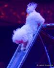 Circus Krone Winterprogramm 2022/23  - Stars in der Manege