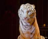 Circus Krone Winterprogramm 2022/23  - Stars in der Manege