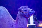 Circus Krone 2025 Premiere von „ICH.DU.WIR.KRONE" -  Show