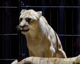 Circus Krone 2025 Premiere von „ICH.DU.WIR.KRONE" -  Show