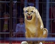 Circus Krone 2025 Premiere von „ICH.DU.WIR.KRONE" -  Show