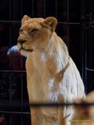 Circus Krone 2025 Premiere von „ICH.DU.WIR.KRONE" -  Show