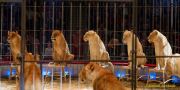 Circus Krone 2025 Premiere von „ICH.DU.WIR.KRONE" -  Show