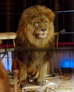 Circus Krone 2025 Premiere von „ICH.DU.WIR.KRONE" -  Show